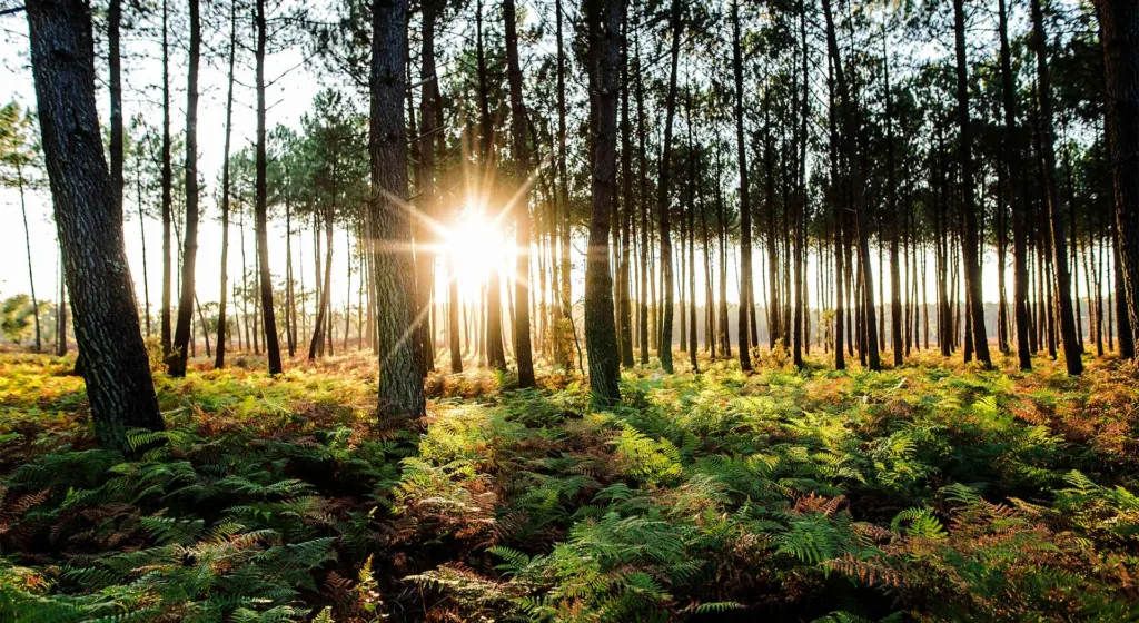 Biodiversite Environnement Plantons Arbre Foret Landes