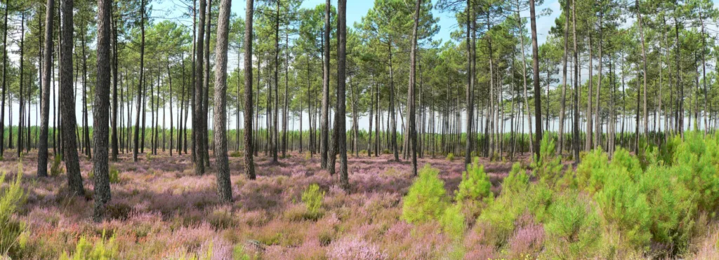 Bruyères En Fleurs Sous La Pinède Landaise