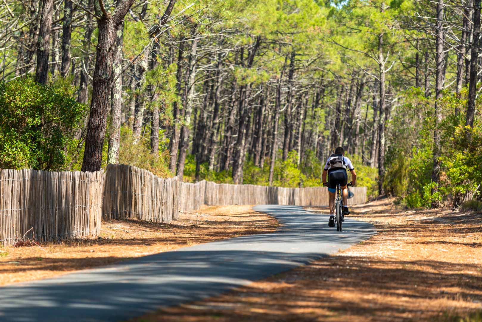 Bassin D'arcachon (france), Piste Cyclable Dans La Forêt